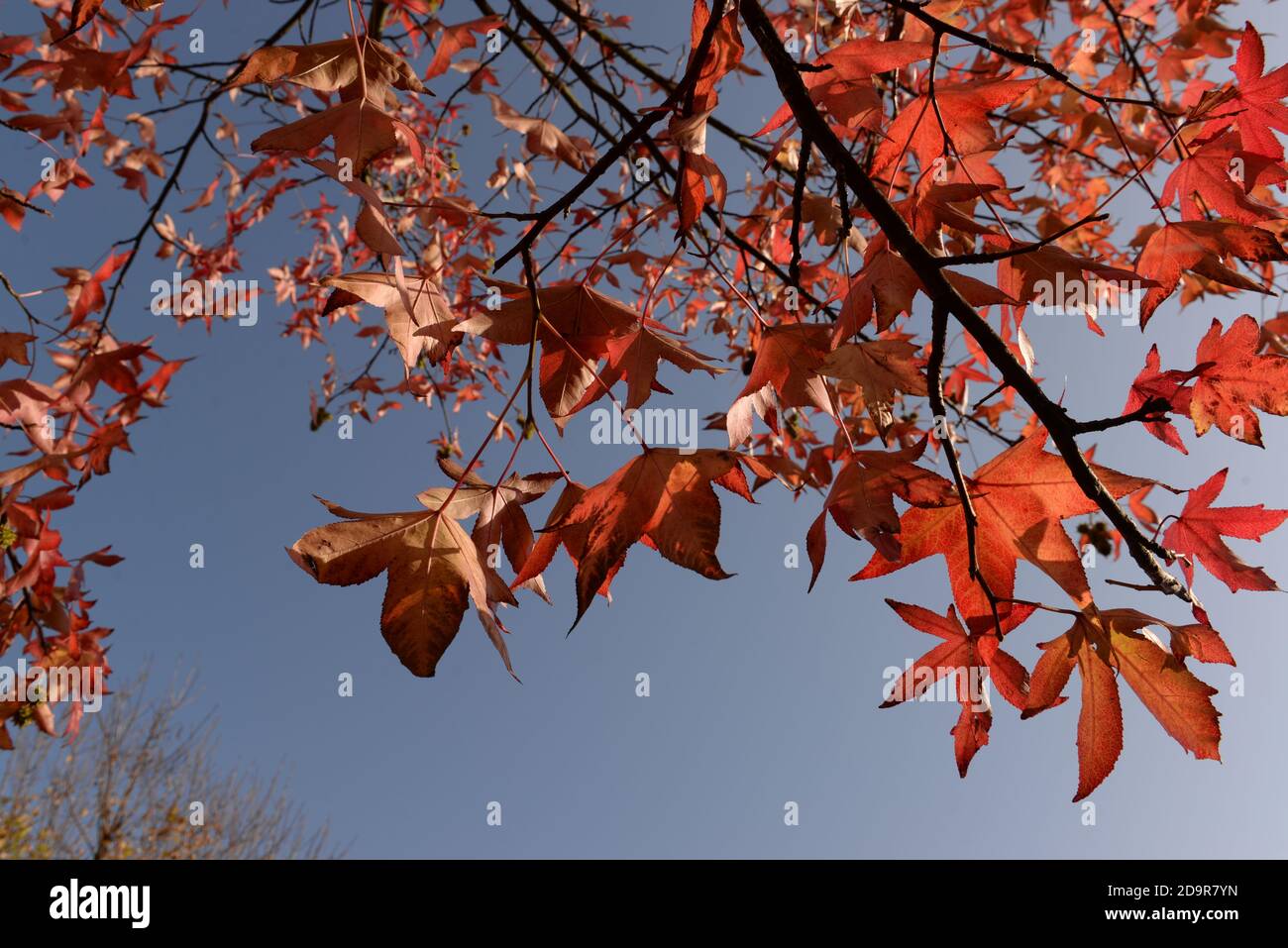 Ein wunderschöner Herbsttag mit Sonnenschein, blauem Himmel und einem wunderschönen Zweig roter Herbstblätter Stockfoto