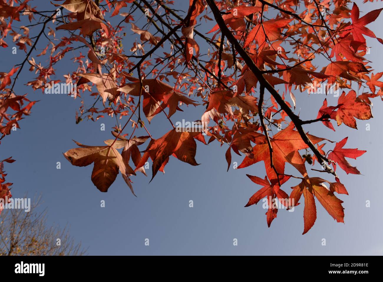 Ein schöner Herbsttag mit Sonnenschein, einem blauen Himmel und diesem wunderschönen Zweig aus roten Blättern Stockfoto