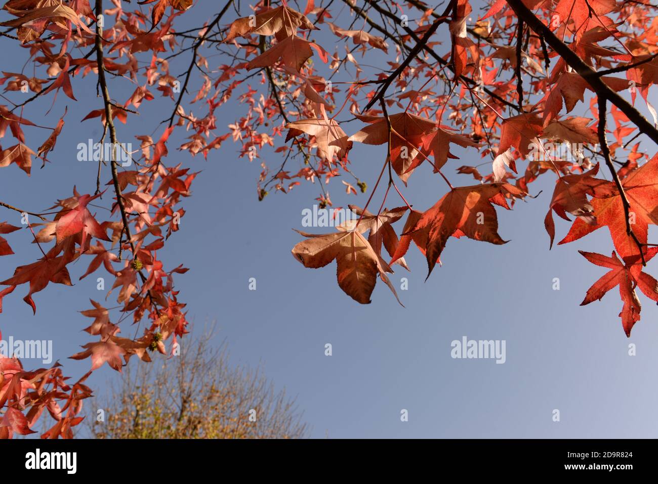 Ein schöner Herbsttag mit Sonnenschein, einem blauen Himmel und diesem wunderschönen Zweig aus roten Blättern Stockfoto