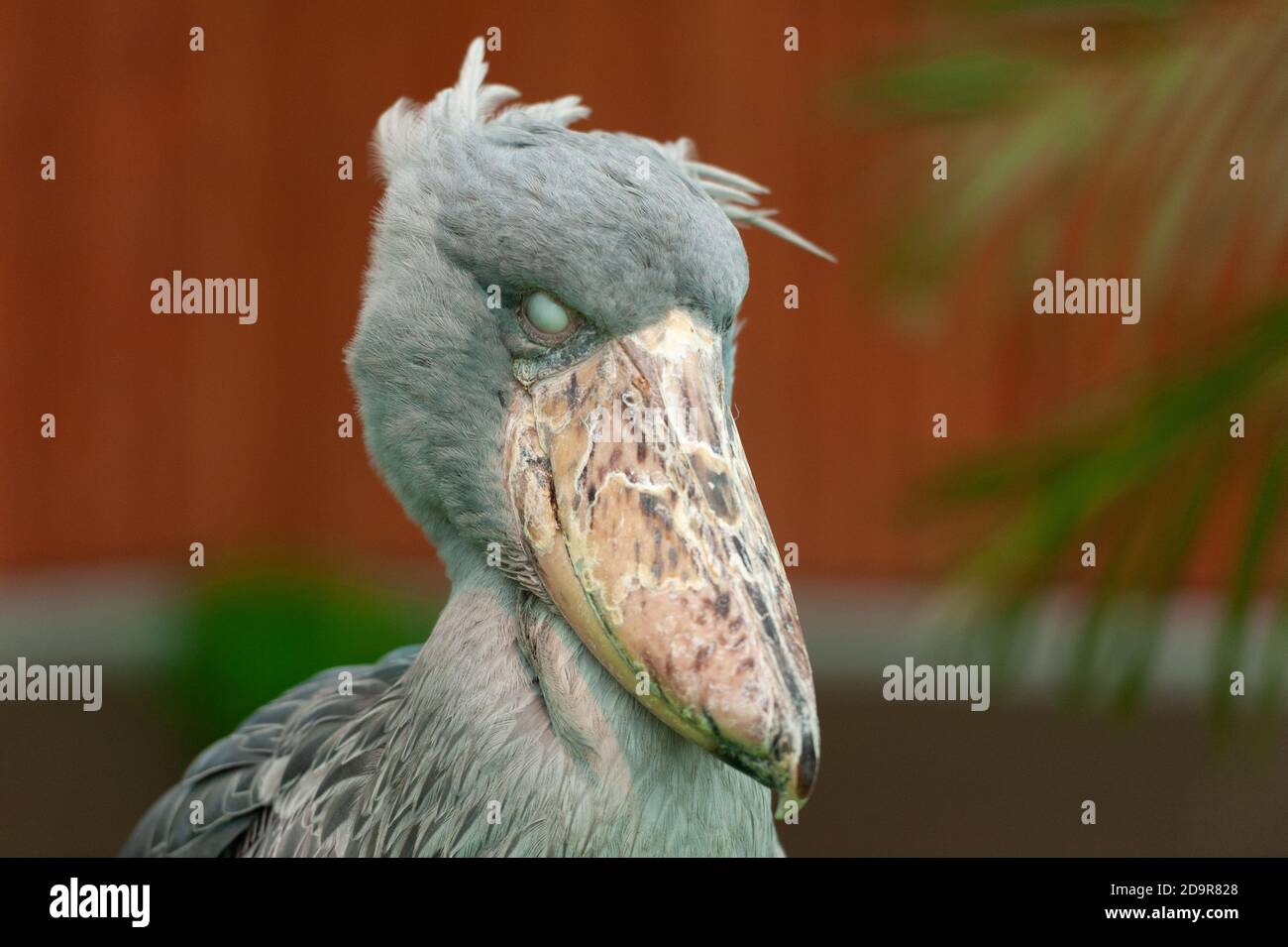 Der seltene und exotische Großvogel Shoebill (Balaeniceps rex), auch bekannt als Walkopf-, Walstorch- oder Schuhabelstorch. Die Augen Rollen. Stockfoto