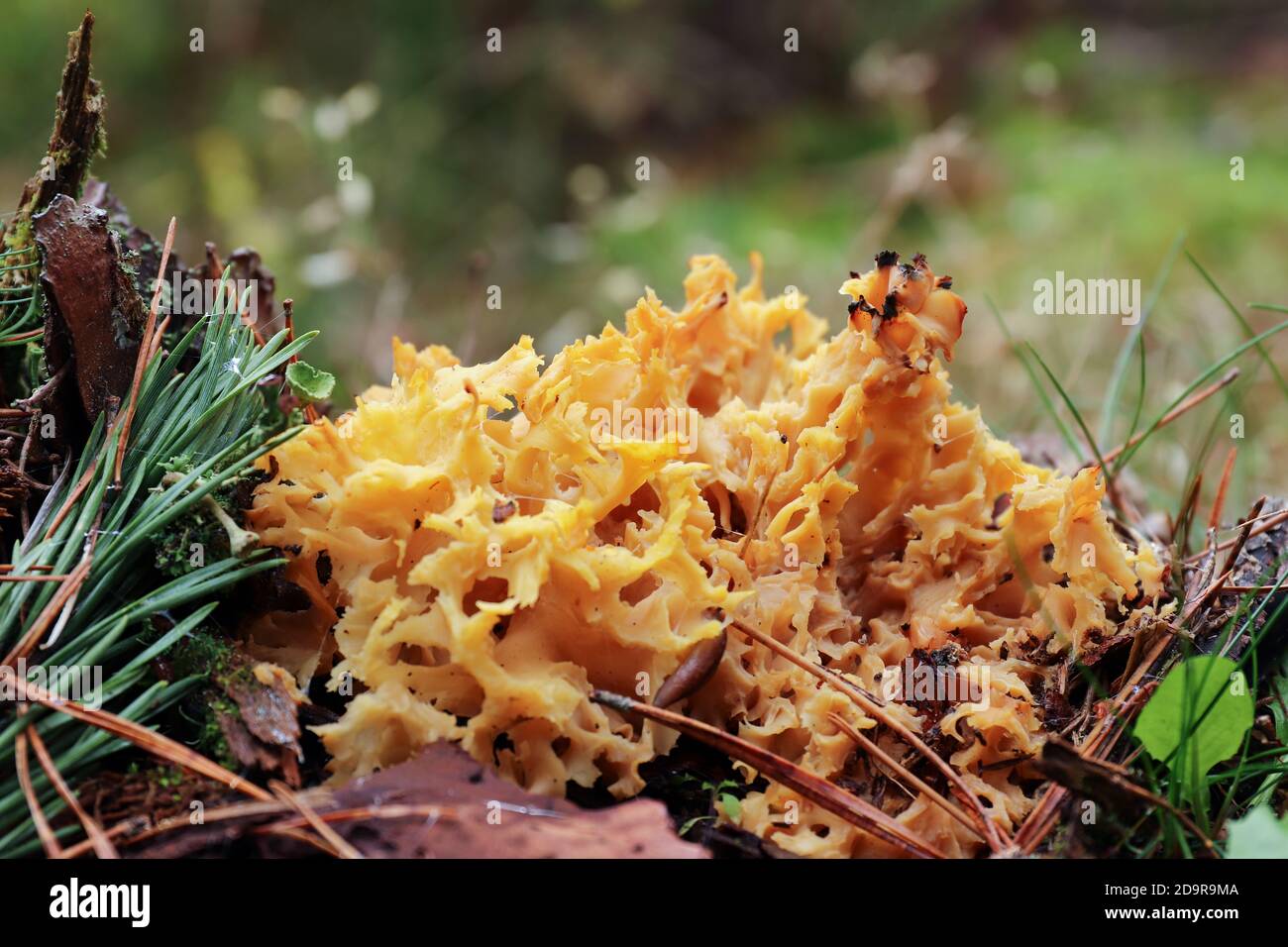 Sparassis crispa manchmal Blumenkohlpilz genannt - köstliche essbare Pilz Stockfoto