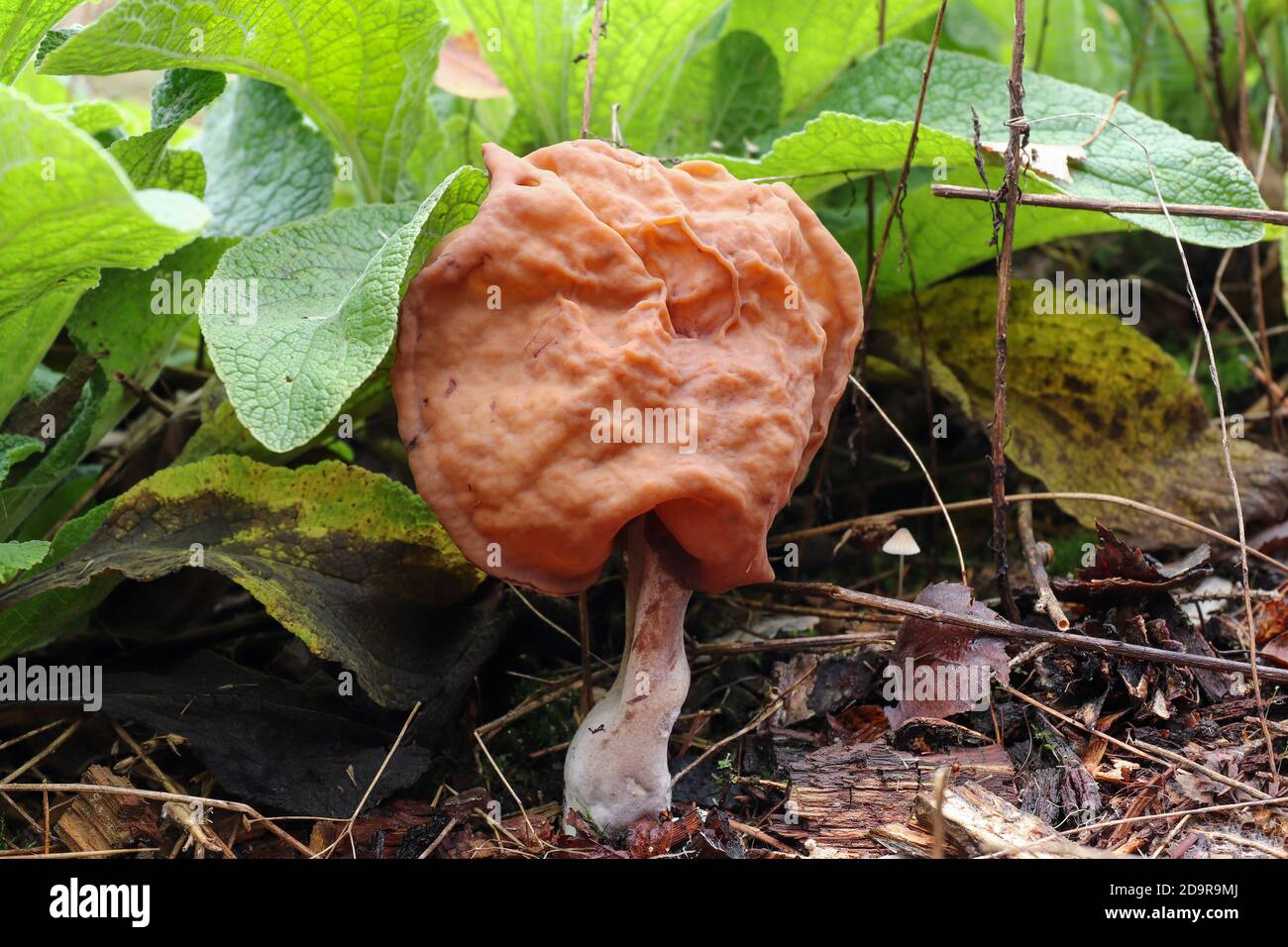 Gyromitra infula, allgemein bekannt als die gehauene Falschmorelle oder der Elfensattel, ist ein ungenießbarer Pilz Stockfoto