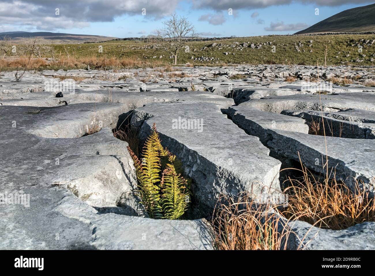 Farne und Gräser, die in einer Karst-Landschaft wachsen, Souther Scales, Inglborough, Yorkshire Dales, Großbritannien Stockfoto
