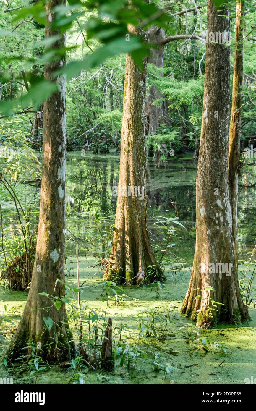 Louisiana Northshore, Mandeville, Northlake Nature Center Zentrum alten Laubwald Zypressen Sumpf, Stockfoto