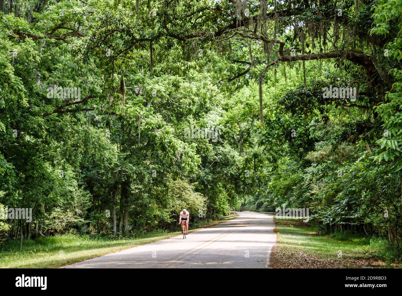 Louisiana Northshore, Mandeville, Fontainebleau State Park Road Lane Bäume, Fahrradfahrer, die Fahrrad fahren, Stockfoto