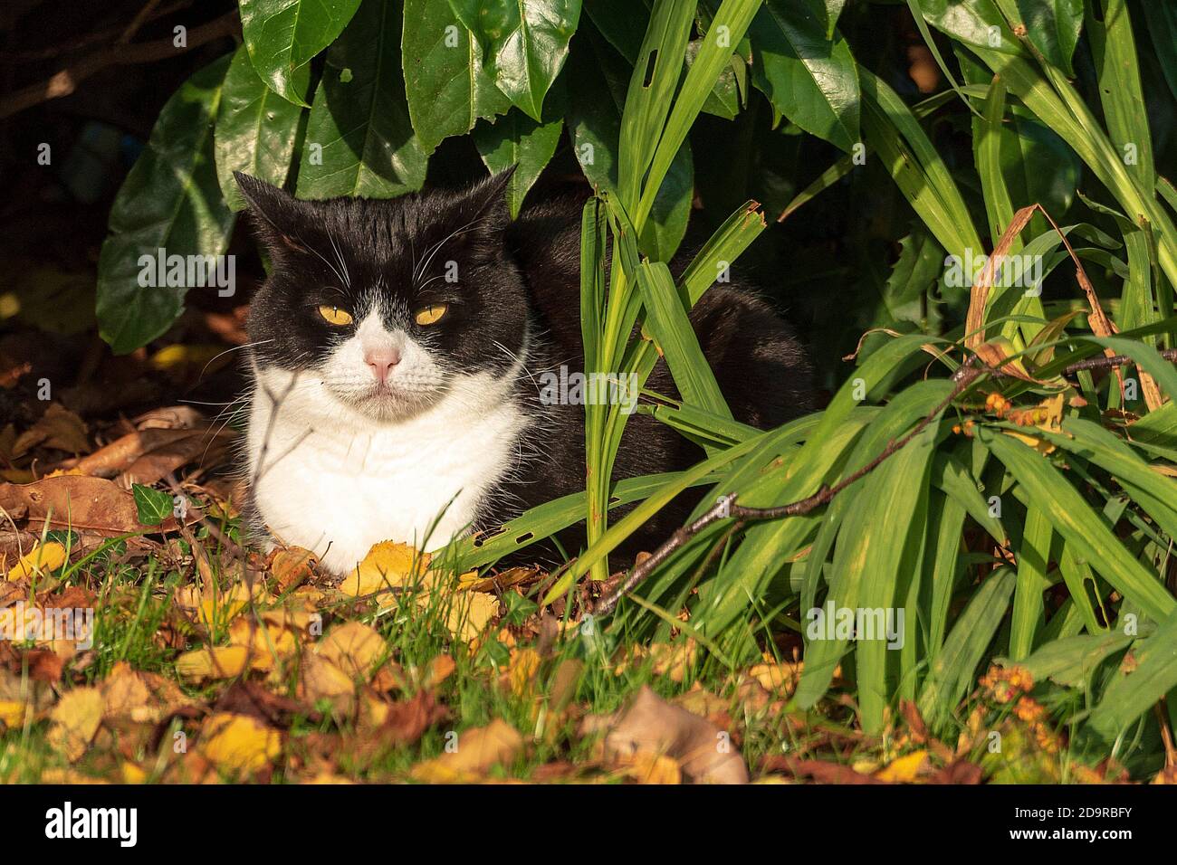 Eine schwarz-weiße Katze ruht in einem Gartenrubber und wartet auf eine Chance, Gartenvögel anzugreifen. Stockfoto