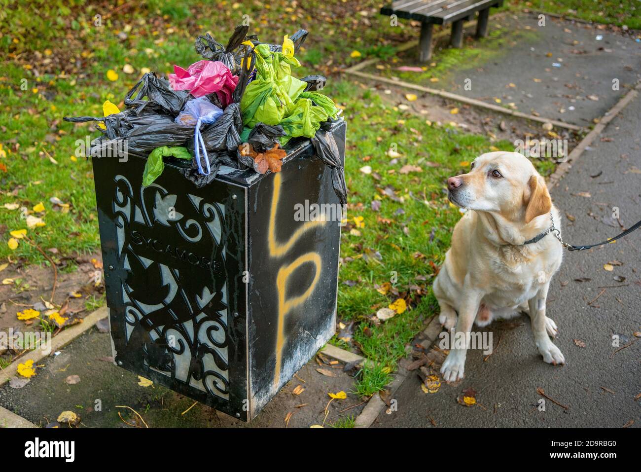Labrador Hund schaut auf einen Abfallkorb voller Hundepoo Taschen in einem Park. Stockfoto