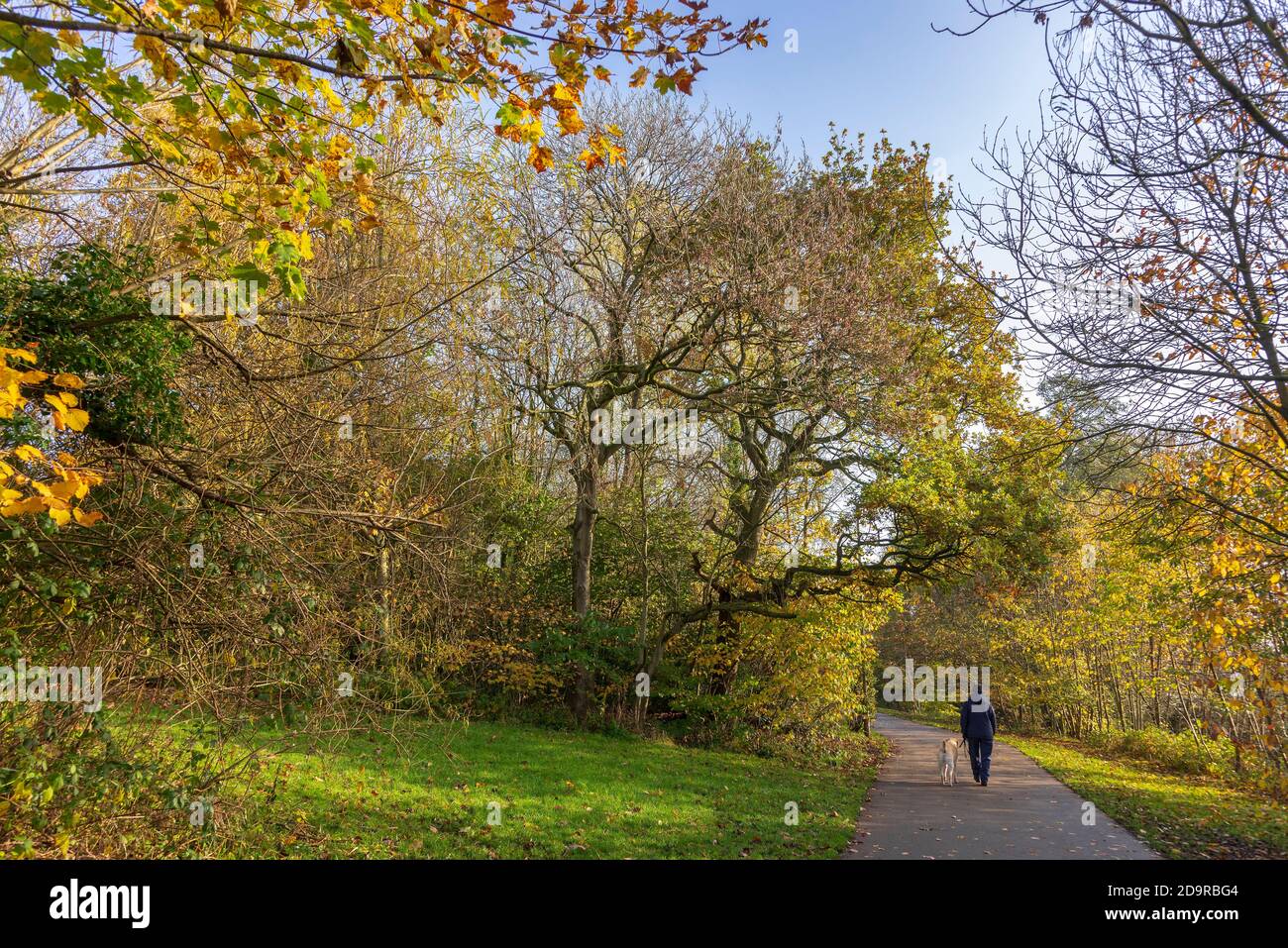 Goldene Eiche Blätter in der Herbstsonne. Stockfoto