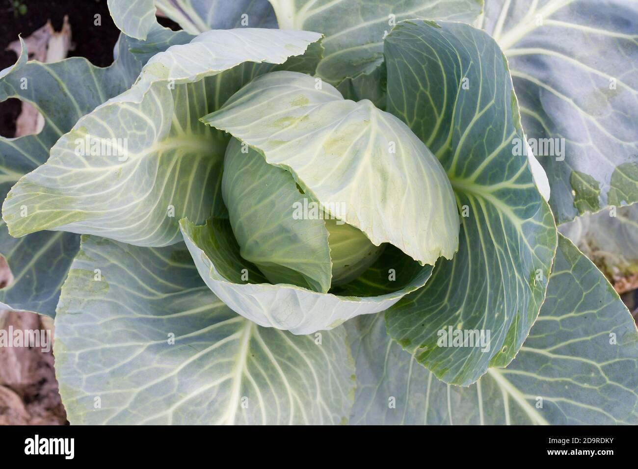 Frischer Kohl in einem Gemüsegarten aus nächster Nähe. Stockfoto