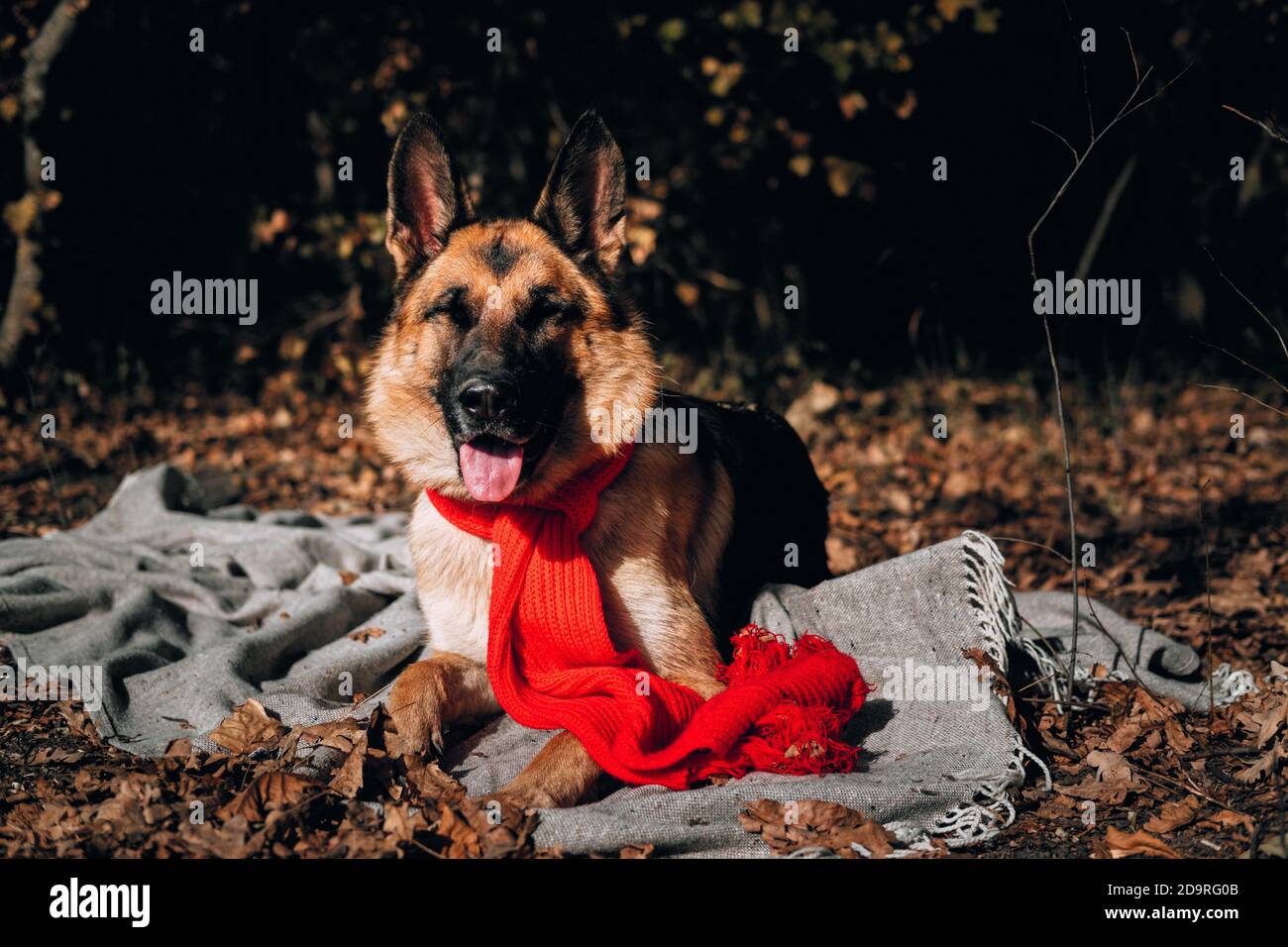 Handgefertigtes Hundebild Stockfotos Und Bilder Kaufen Alamy