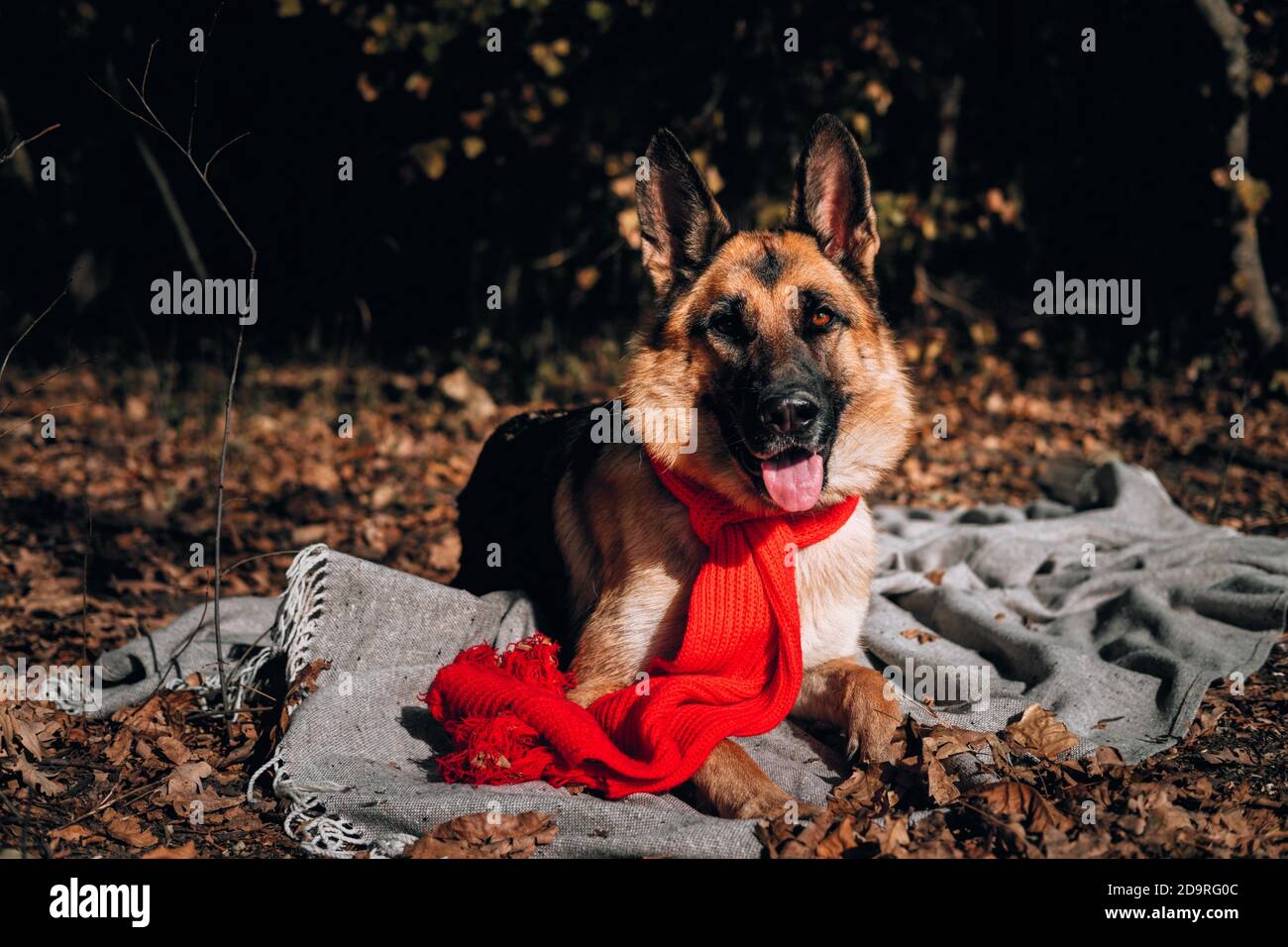 Handgefertigtes Hundebild Stockfotos Und Bilder Kaufen Alamy