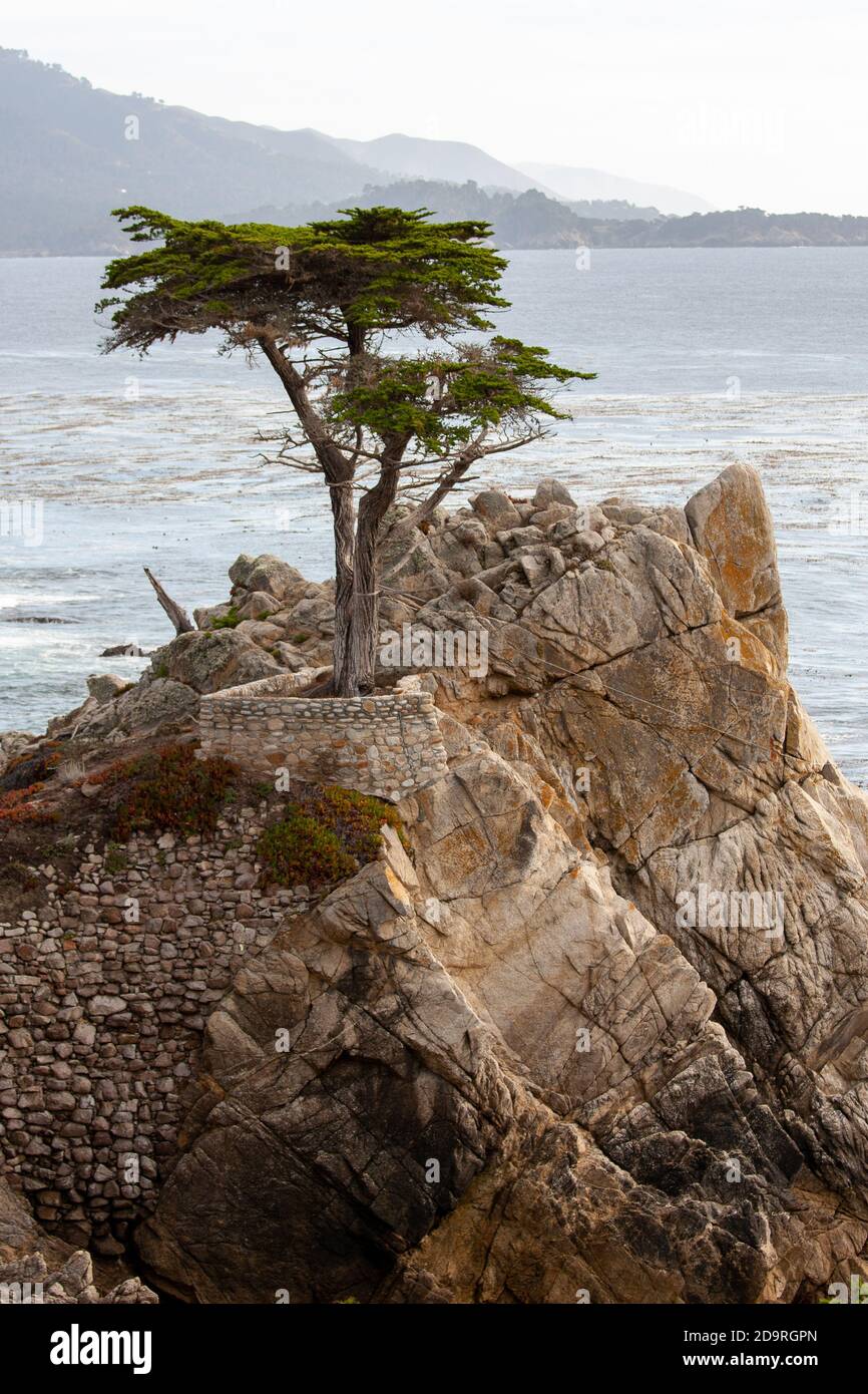 The Lone Cypress entlang der 17-Meilen-Fahrt, in Pebble Beach, Kalifornien Stockfoto