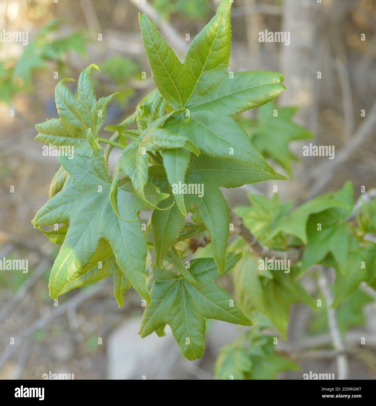 Vegetatives Knospenwachstum im Frühjahr von Sweetgum - Liquidambar styraciflua Stockfoto