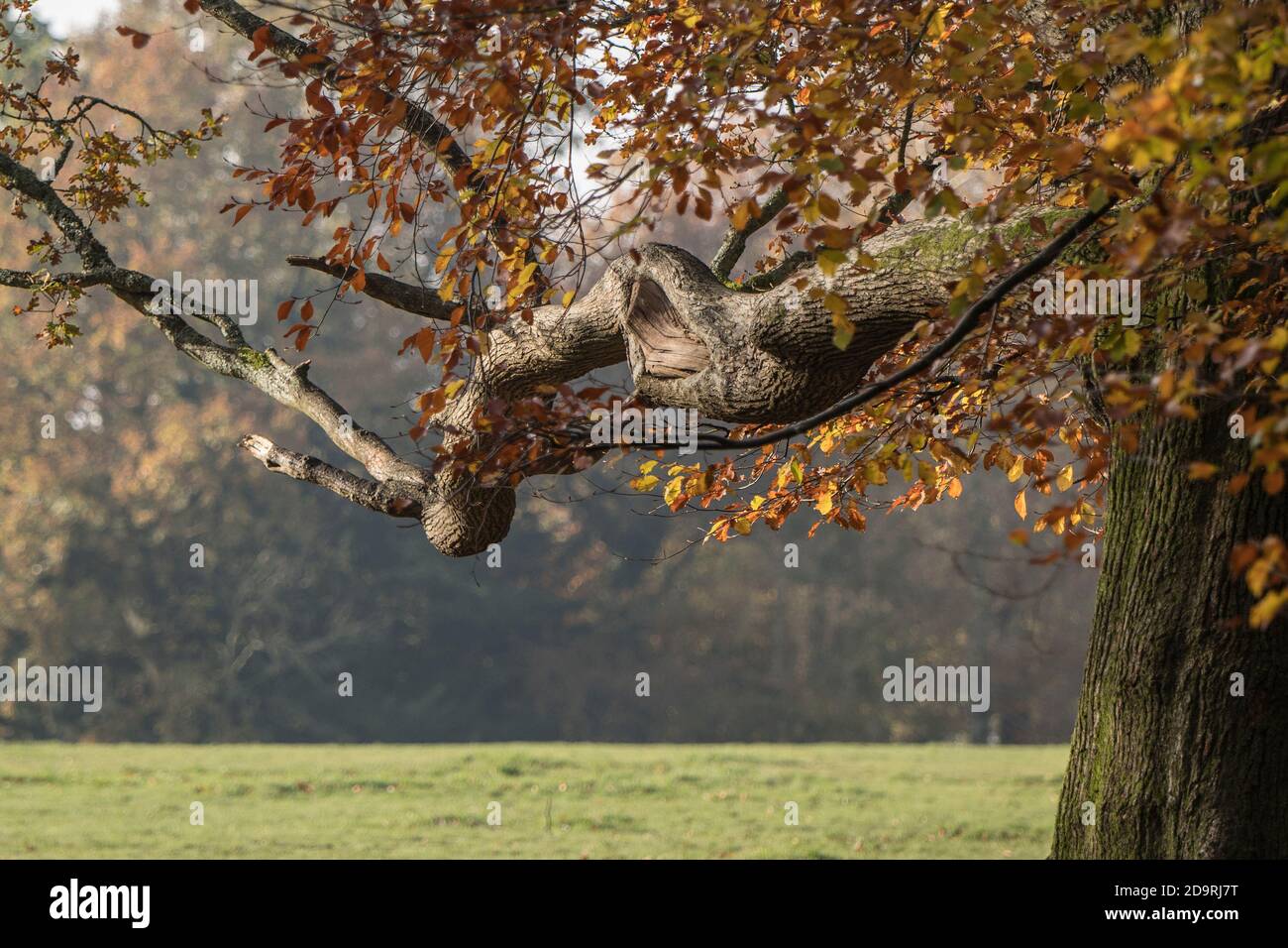 Alter Baumzweig Ende Herbst Stockfoto