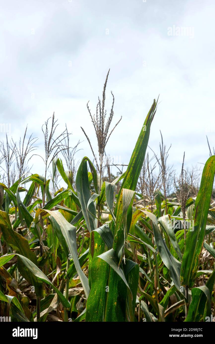 Grünmais Maisfeld Plantage Im Sommer Stockfoto