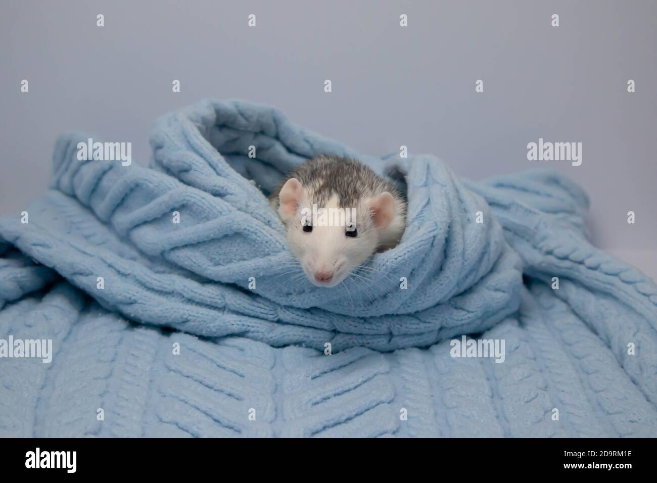 Eine niedliche Ratte sitzt in einer weichen blauen Strickdecke. Nahaufnahme eines Nagetieres. Stockfoto