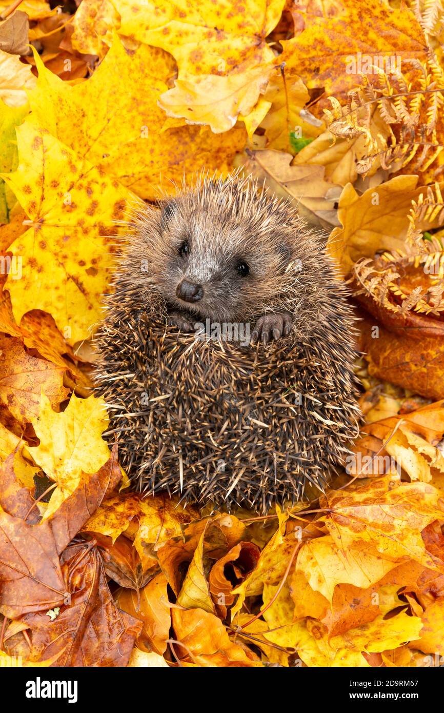 Europaeischer igel im herbst -Fotos und -Bildmaterial in hoher