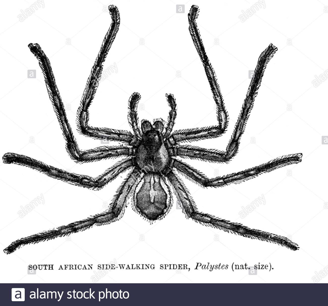 South African Side Walking Spider, Vintage Illustration von 1896 Stockfoto