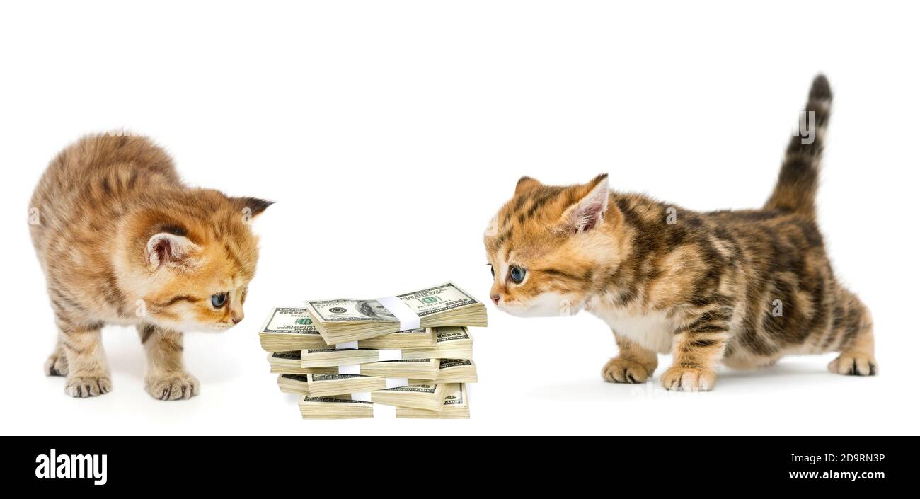 Zwei kleine Kätzchen und viel Geld auf einem Weißer Hintergrund Stockfoto
