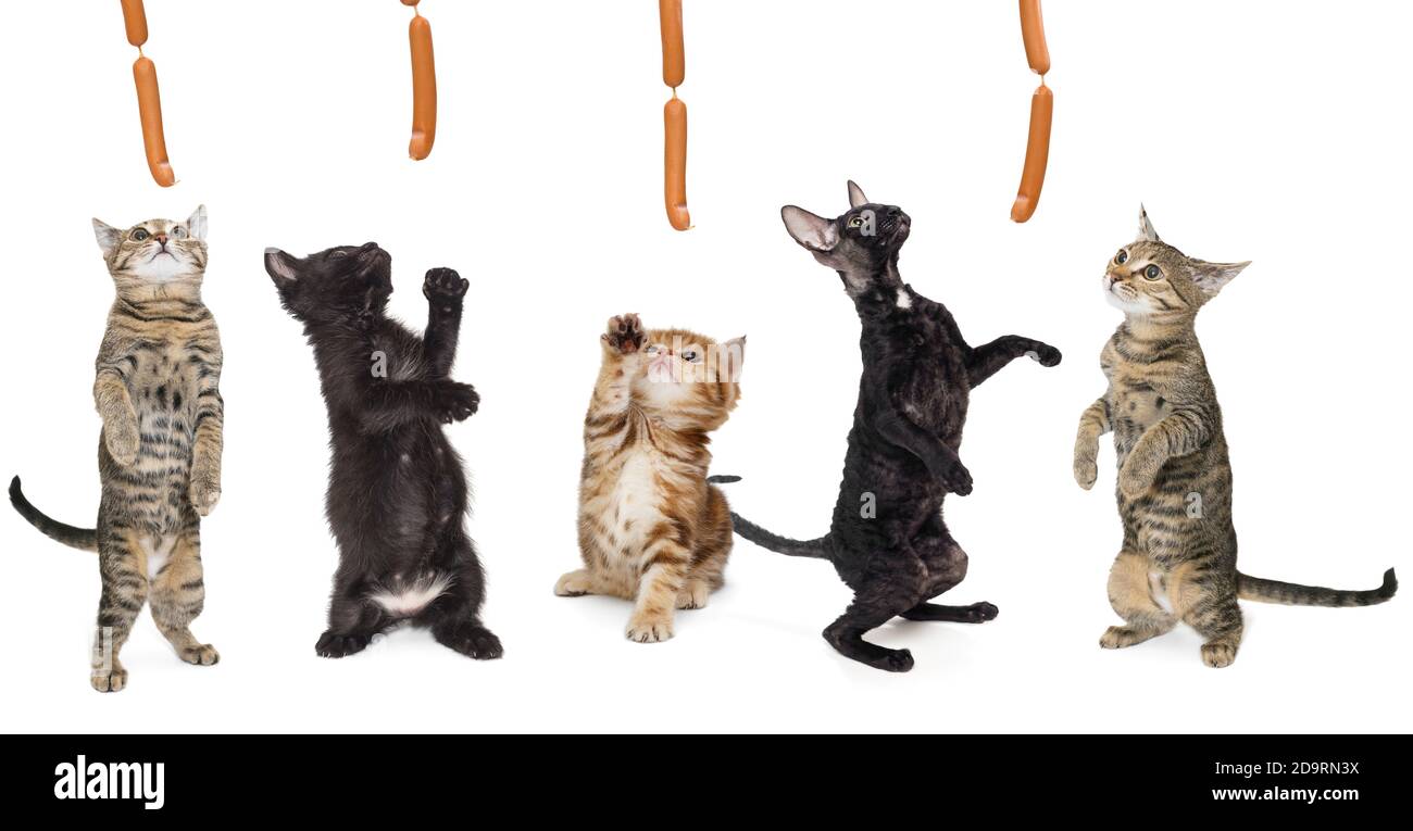Gruppe von Kätzchen auf der Jagd nach Würsten, isoliert auf weißem Hintergrund Stockfoto