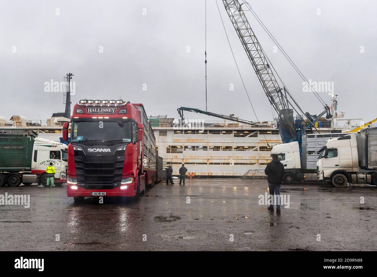 Cork, Irland. November 2020. Der Viehexport nach Libyen ging heute mit 2,000 jungen Bullen, die auf den Viehträger 'Sarah M' geladen wurden, weiter. Curzon Vieh exportiert regelmäßig Rinder nach Libyen, mit der Reise dauert etwa 10 Tage zu vervollständigen. Die 'Sarah M' segelt heute Abend um 23.30 Uhr. Bei der heutigen Verladung war das Landwirtschaftsministerium und ein irischer und libyscher Tierarzt anwesend. Quelle: AG News/Alamy Live News Stockfoto