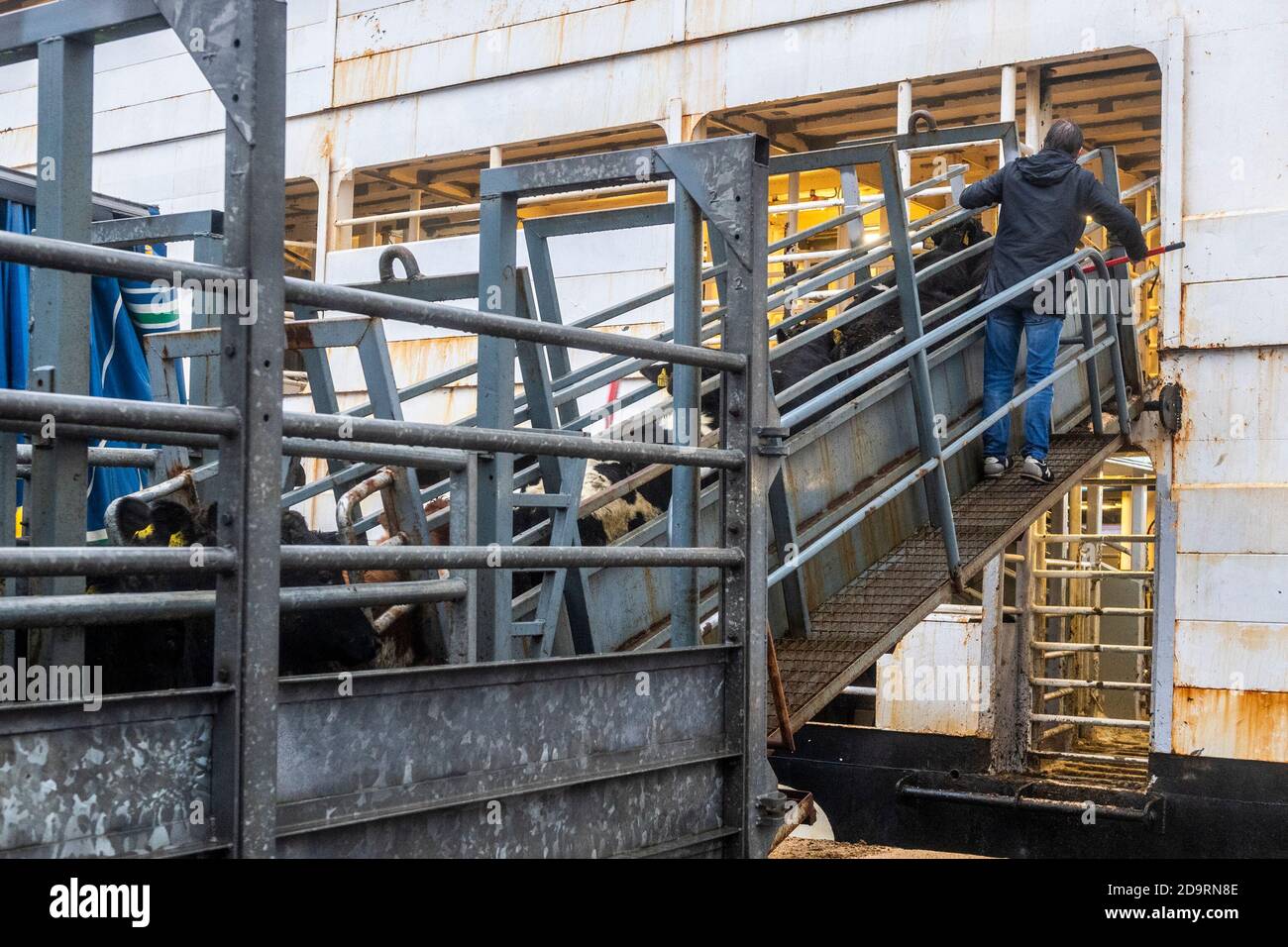 Cork, Irland. November 2020. Der Viehexport nach Libyen ging heute mit 2,000 jungen Bullen, die auf den Viehträger 'Sarah M' geladen wurden, weiter. Curzon Vieh exportiert regelmäßig Rinder nach Libyen, mit der Reise dauert etwa 10 Tage zu vervollständigen. Die 'Sarah M' segelt heute Abend um 23.30 Uhr. Bei der heutigen Verladung war das Landwirtschaftsministerium und ein irischer und libyscher Tierarzt anwesend. Quelle: AG News/Alamy Live News Stockfoto