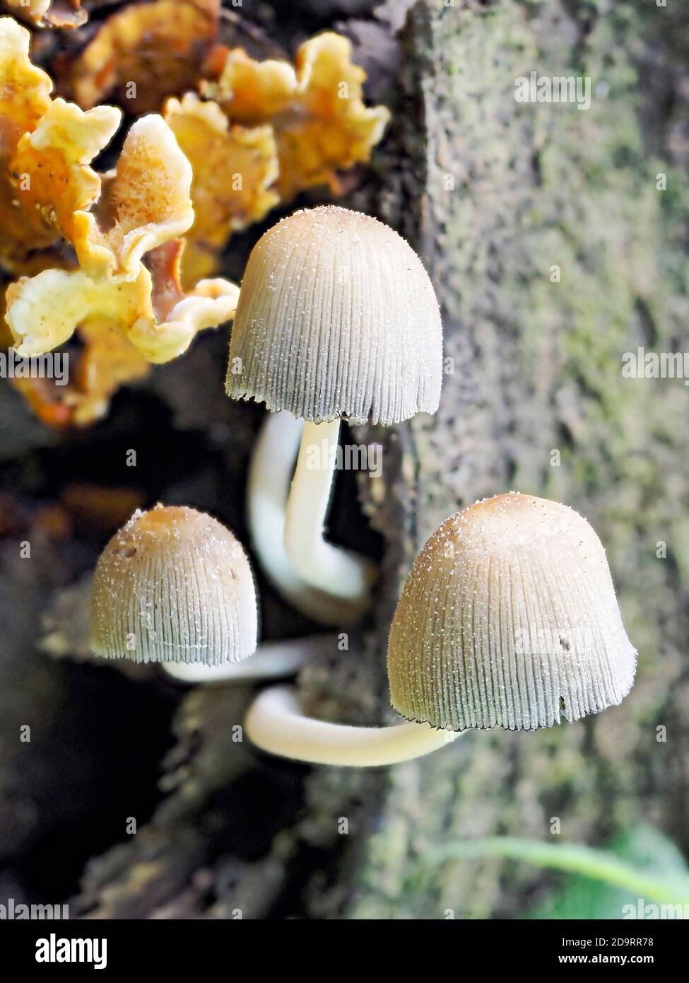 Eine Ansammlung von Bonnet funghi (Mycena galericulata), die auf verfallendem Holz in einem Norfolk-Wald wächst. Stockfoto