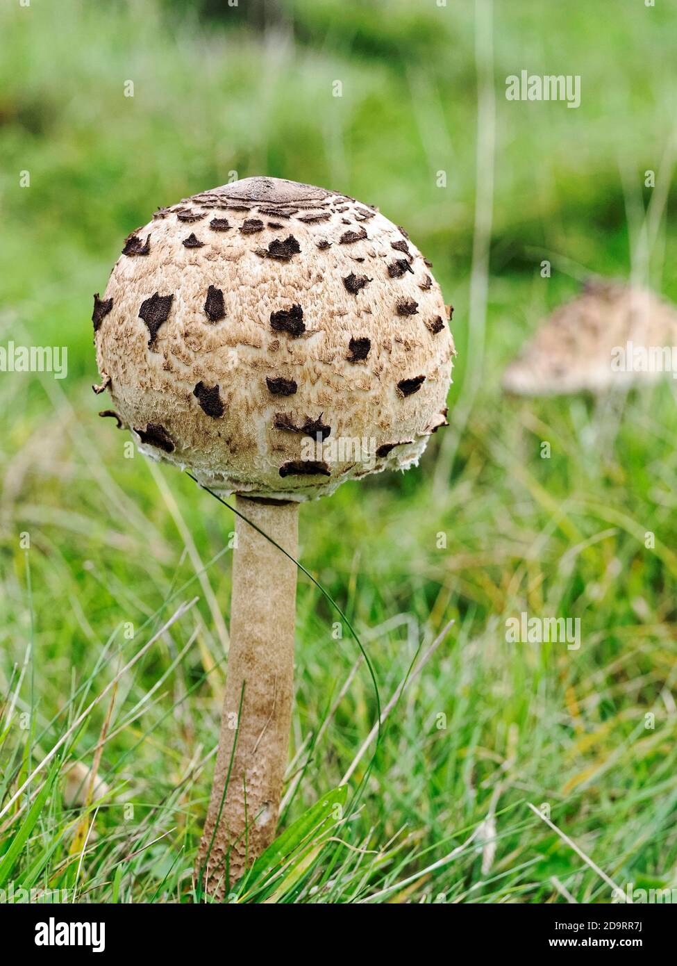 Unreife Sonnenpilze (Nacropeiota procera), die in einem Grasland wächst. Stockfoto