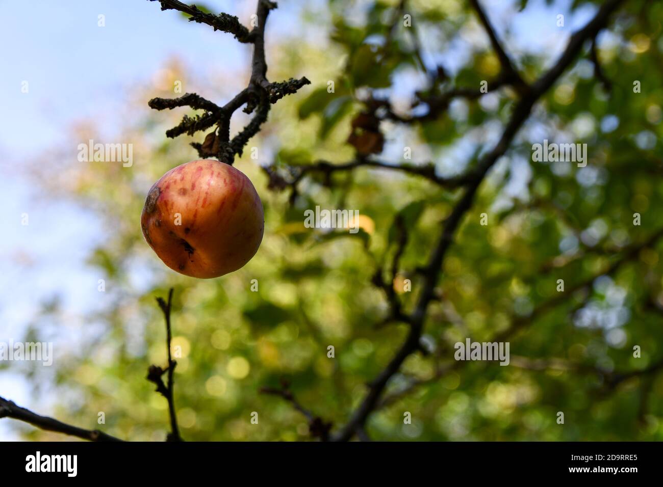 Fauler Apfel links auf einem Ast. Stockfoto