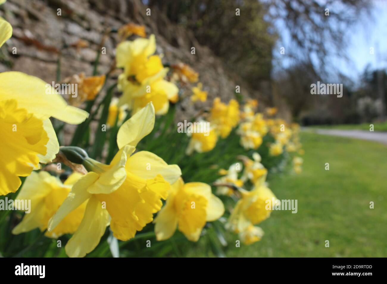 Cotswold Daffodils Stockfoto