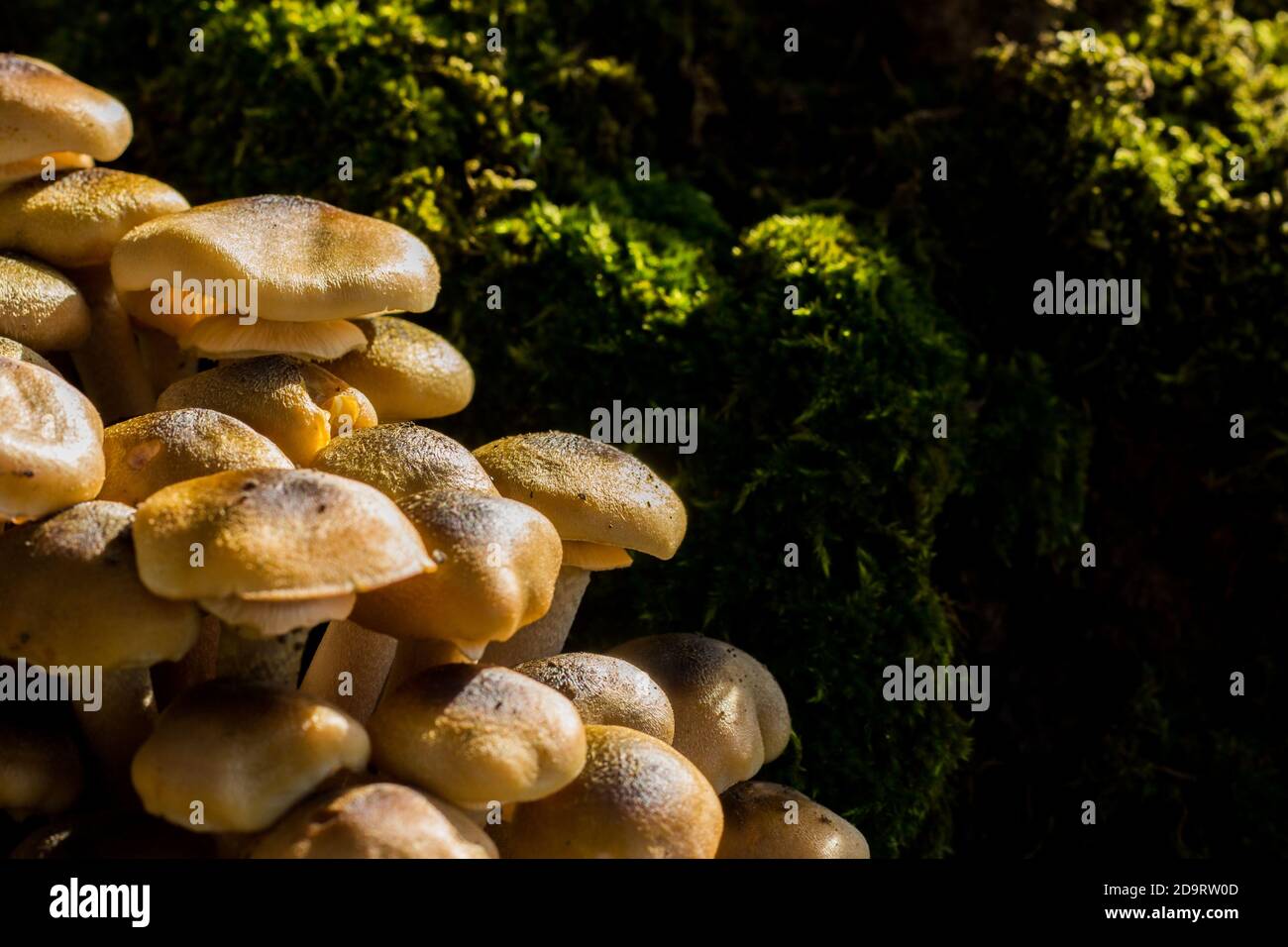 Pioppini pilze Fotos und Bildmaterial in hoher Auflösung Alamy