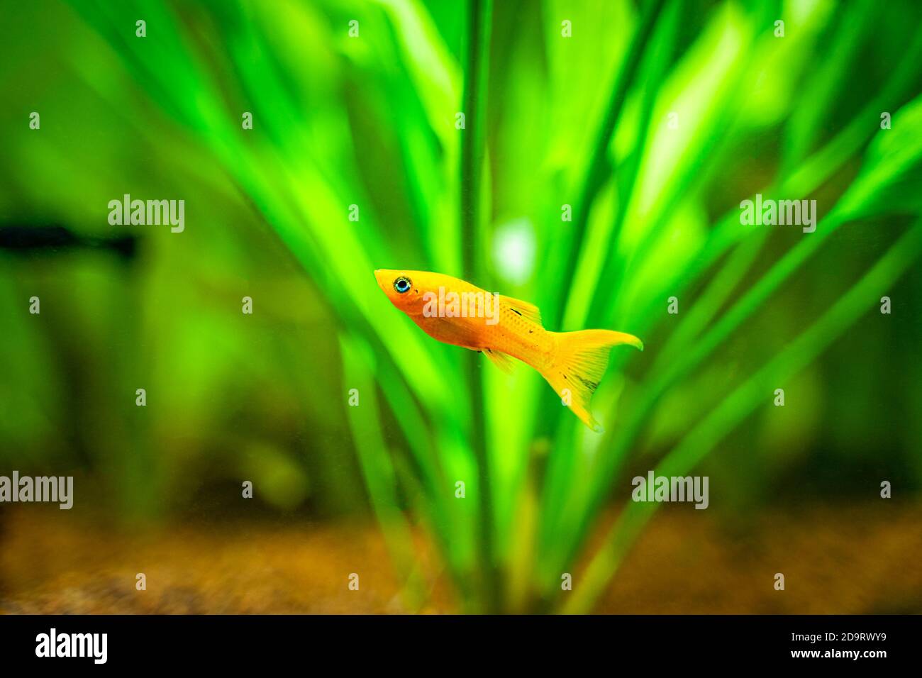 Gelber molly-Fisch (Poecilia sphenops) Isoliertes Schwimmen auf einem Fischbecken Stockfoto