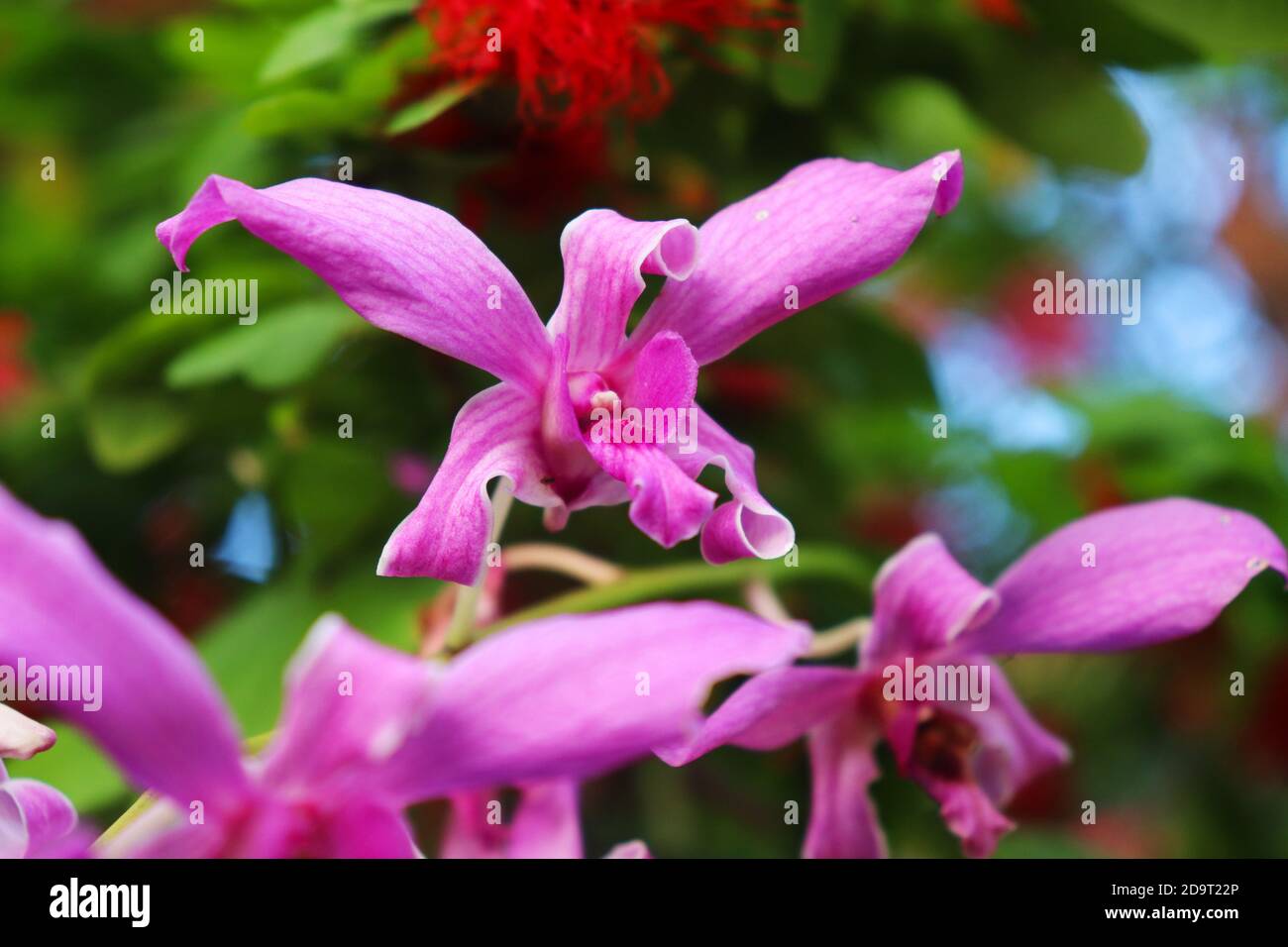 Cattleya ist eine Orchideengattung aus Costa Rica Süd Nach Argentinien Stockfoto