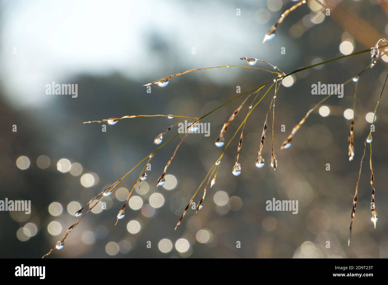 Taupropfen, klar, funkelnd im Sonnenlicht. Mehr Tropfen auf Gräser dahinter geben einen Bokeh-Effekt im Hintergrund. Ein tiefblauer Himmel spiegelt sich in Kugeln wider. Stockfoto