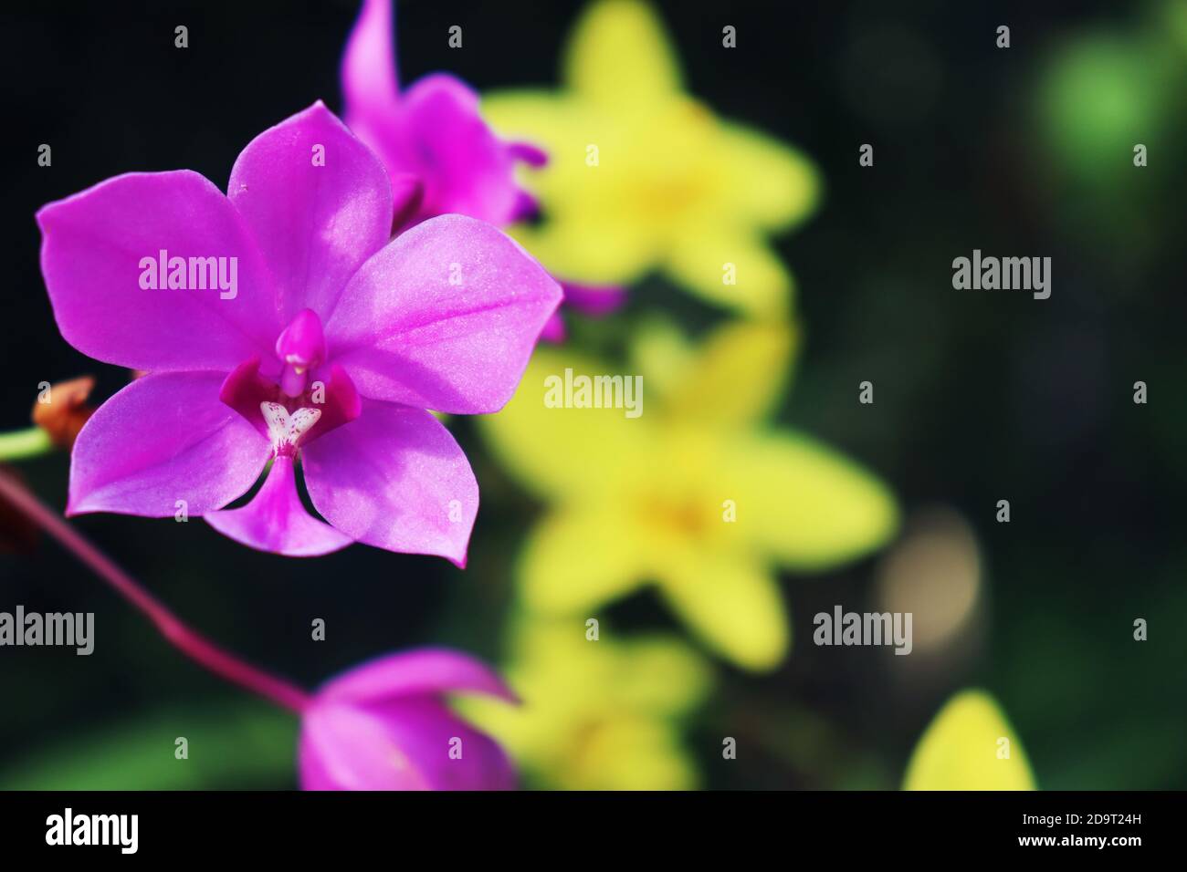 Große violette Orchidee[3] ist eine immergrüne, terrestrische Pflanze mit überfüllten Pseudobulben, drei oder vier großen, plissierten Blättern und bis zu vierzig resupinate, pi Stockfoto