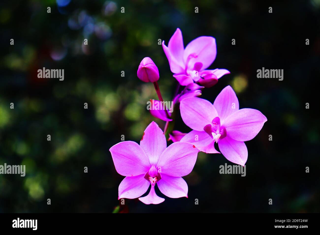 Große violette Orchidee[3] ist eine immergrüne, terrestrische Pflanze mit überfüllten Pseudobulben, drei oder vier großen, plissierten Blättern und bis zu vierzig resupinate, pi Stockfoto