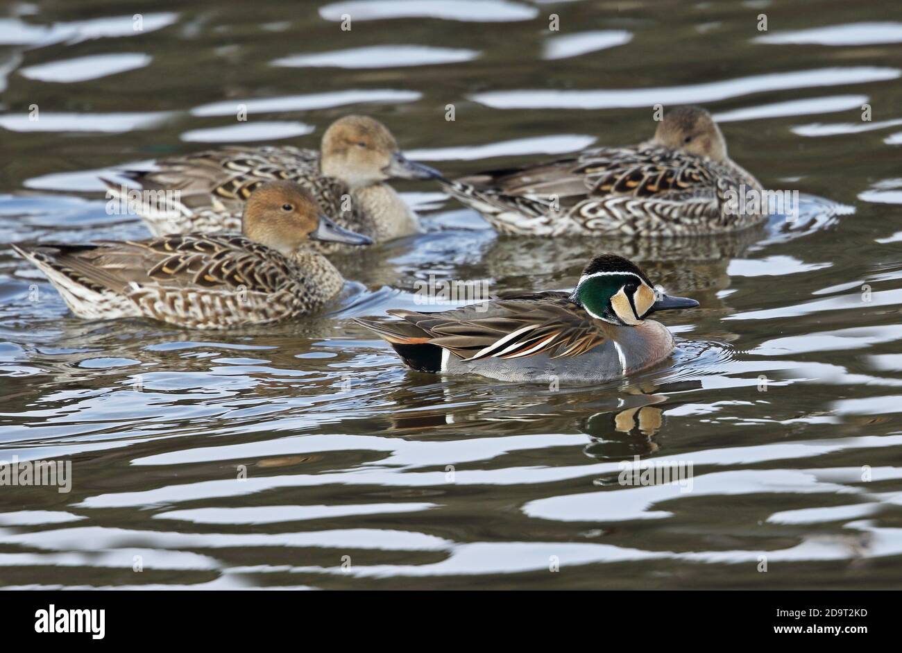 Baikal Teal (Sibirionetta formosa) & Northern Pintail (Anas acuta) Erwachsene männliche Teal schwimmen mit Pintail Japan März Stockfoto