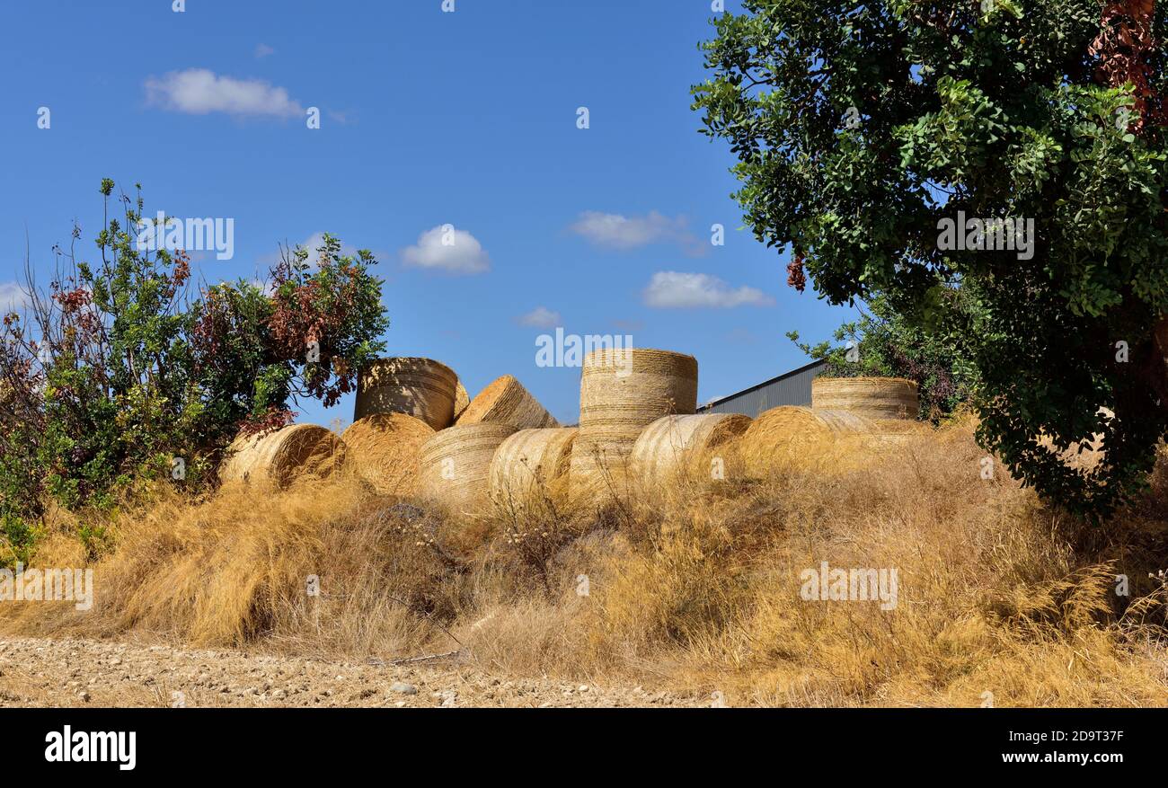 Runde Strohballen an der Feldseite Stockfoto