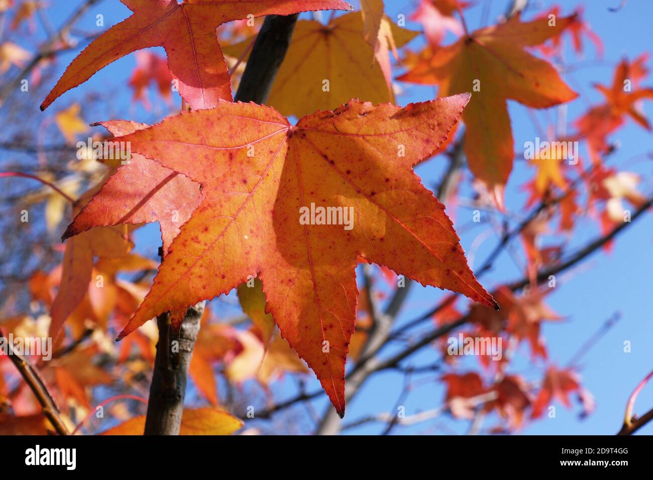 Herbstlaub: Fünfzackige rote Blätter auf dem Baum Stockfoto