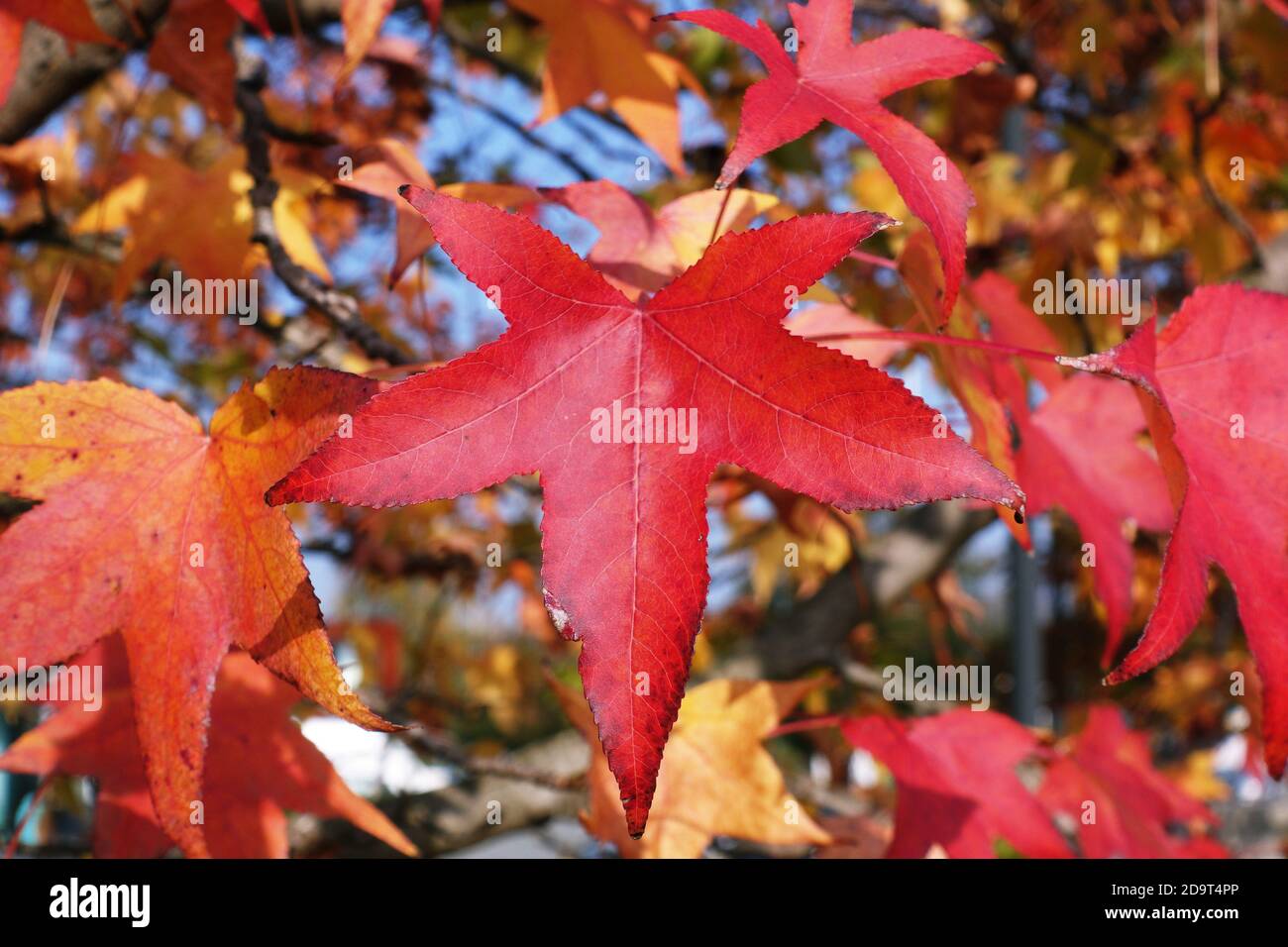Herbstlaub: Fünfzackige rote Blätter auf dem Baum Stockfoto