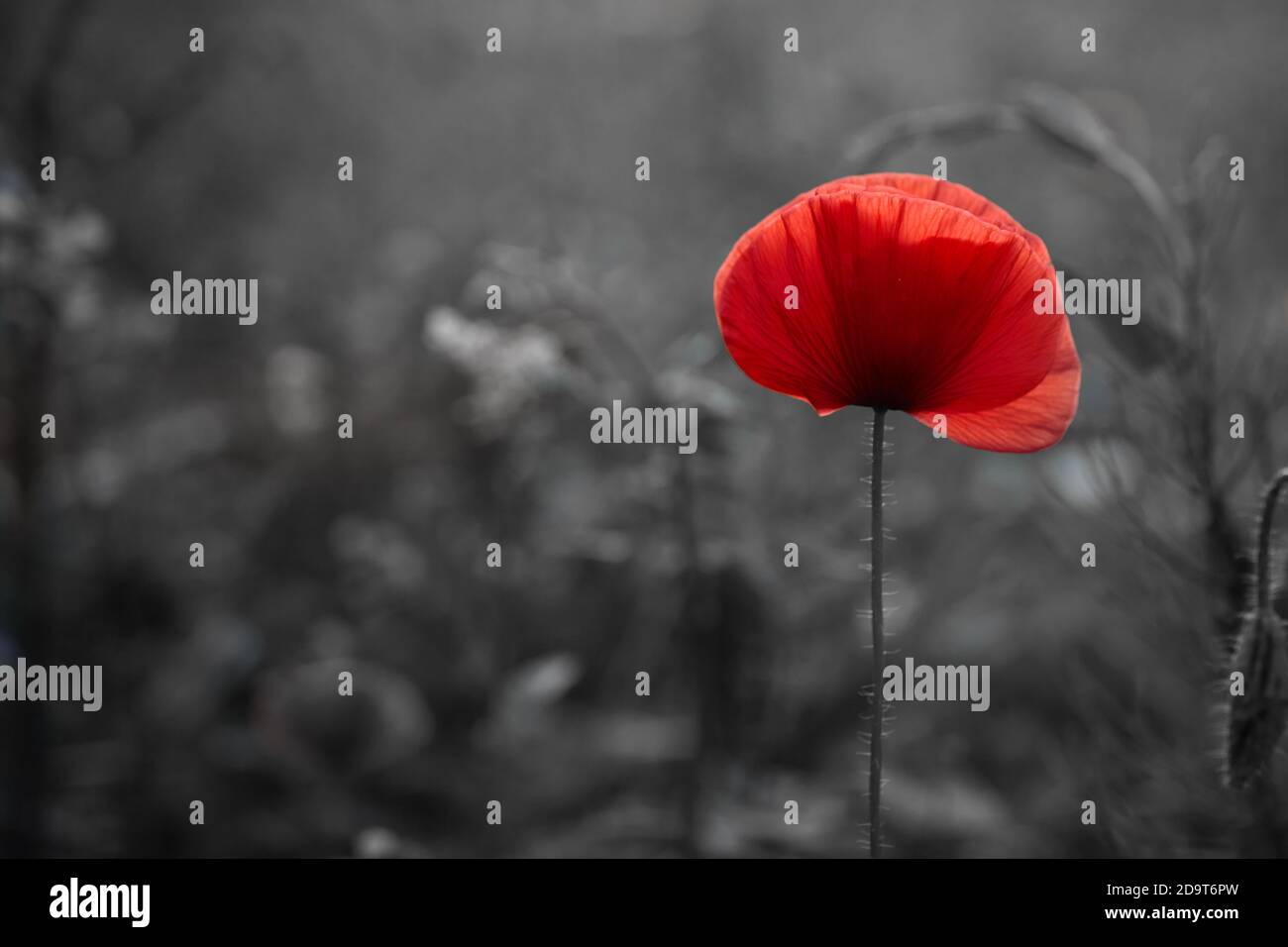 Rote Mohnblumen Feld für Erinnerung Tag. Stockfoto