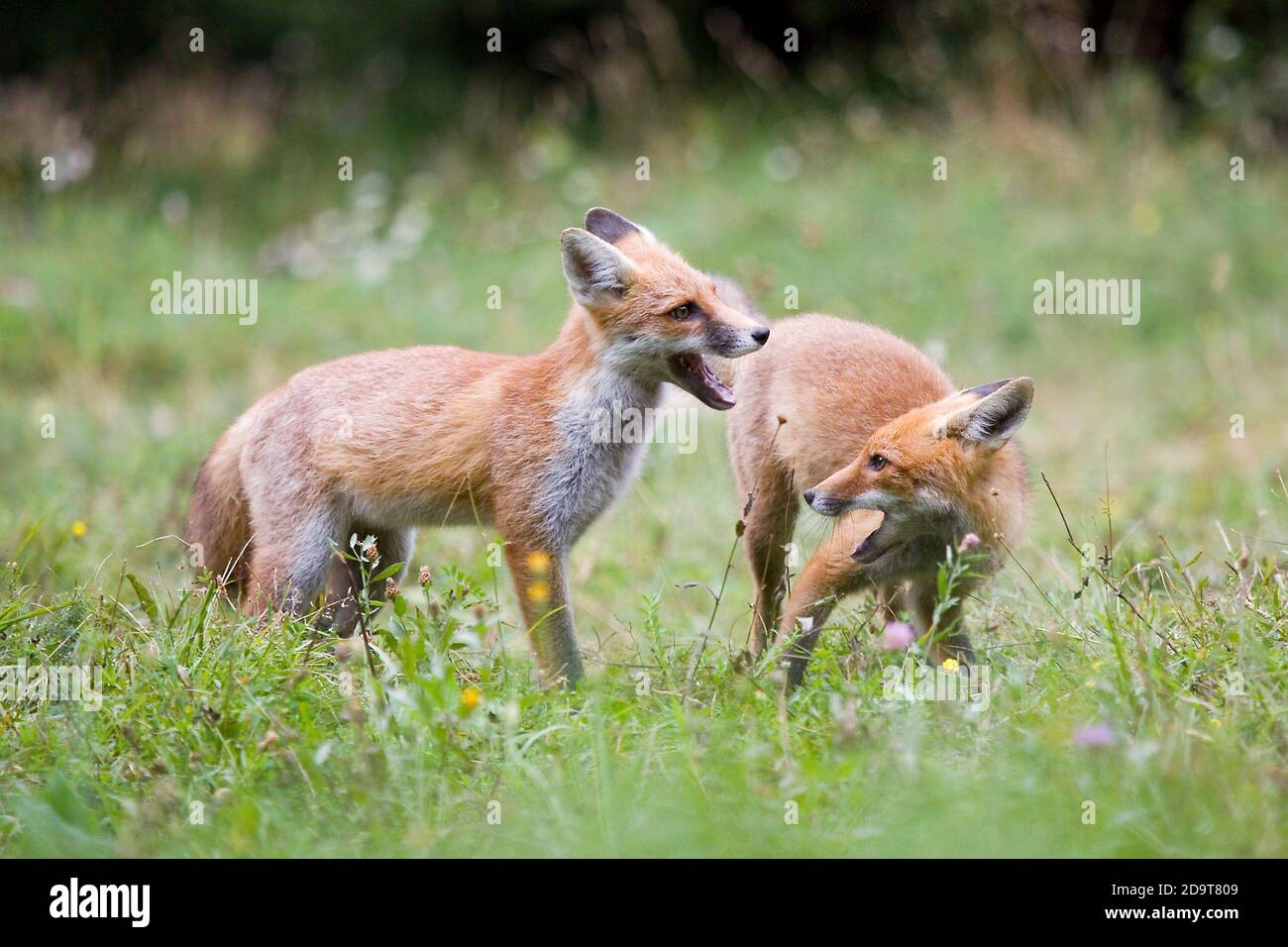 Rotfuchs, Vulpes vulpes, in Slowenien. Stockfoto