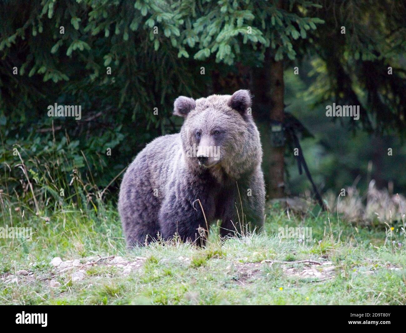 Wilder Braunbär, Ursus arctos, Slowenien. Stockfoto