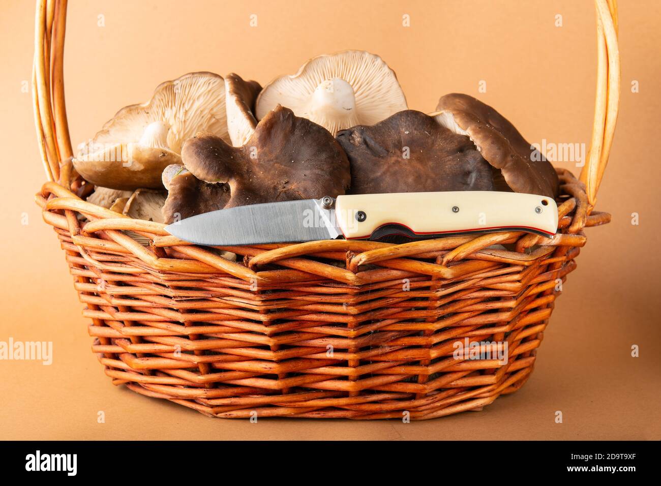 Korb mit frischem Distelmushrrom und einem Messer Stockfoto