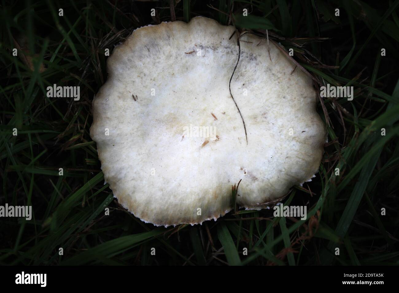 Dieser weiße Pilz hat eine weiche Textur und sticht im dunklen Gras hervor. Stockfoto