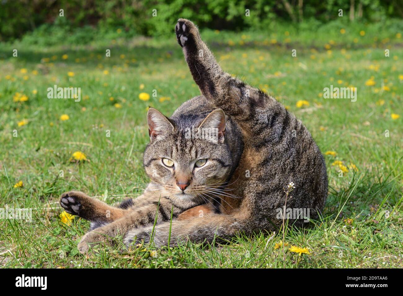 Katzen-Yoga: Eine Katze übt komische Bewegungen auf dem Bauernhof - Katze-Yoga: Eine Katze übt auf einem Bauernhof seltsame Gymnastik Stockfoto