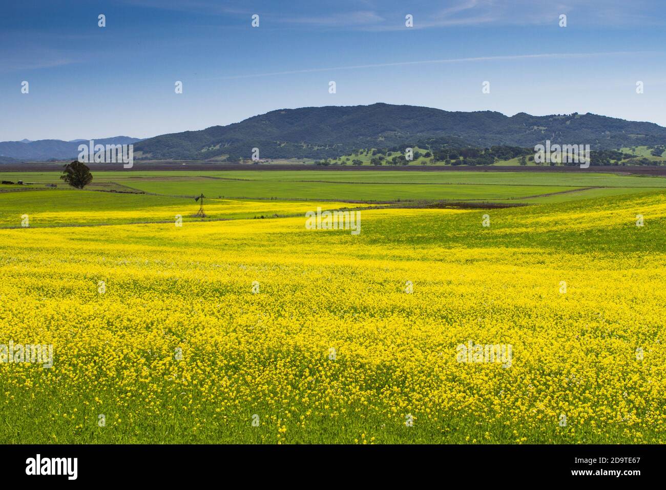 Senf Field - Lakeville Highway, Petaluma, California, USA Stockfoto