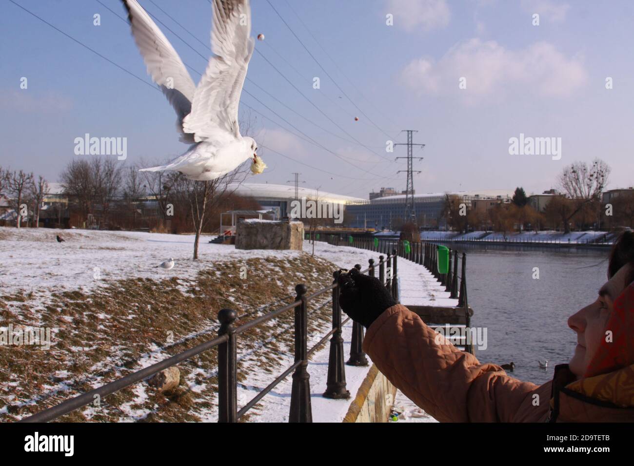 Cluj-Napoca, Rumänien - 15. Januar 2019: Frau füttert kleine Möwe aus der Hand im kalten Winter. Wildvogel im Flug im kalten Winter. Fliegende Schwarzkopf-gu Stockfoto
