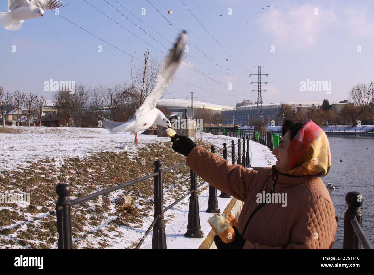 Cluj-Napoca, Rumänien - 15. Januar 2019: Schwarze Möwen stehlen Brot aus der Hand der Frau. Wildvogel im Flug im kalten Winter. Fliegender Schwarzkopf Stockfoto