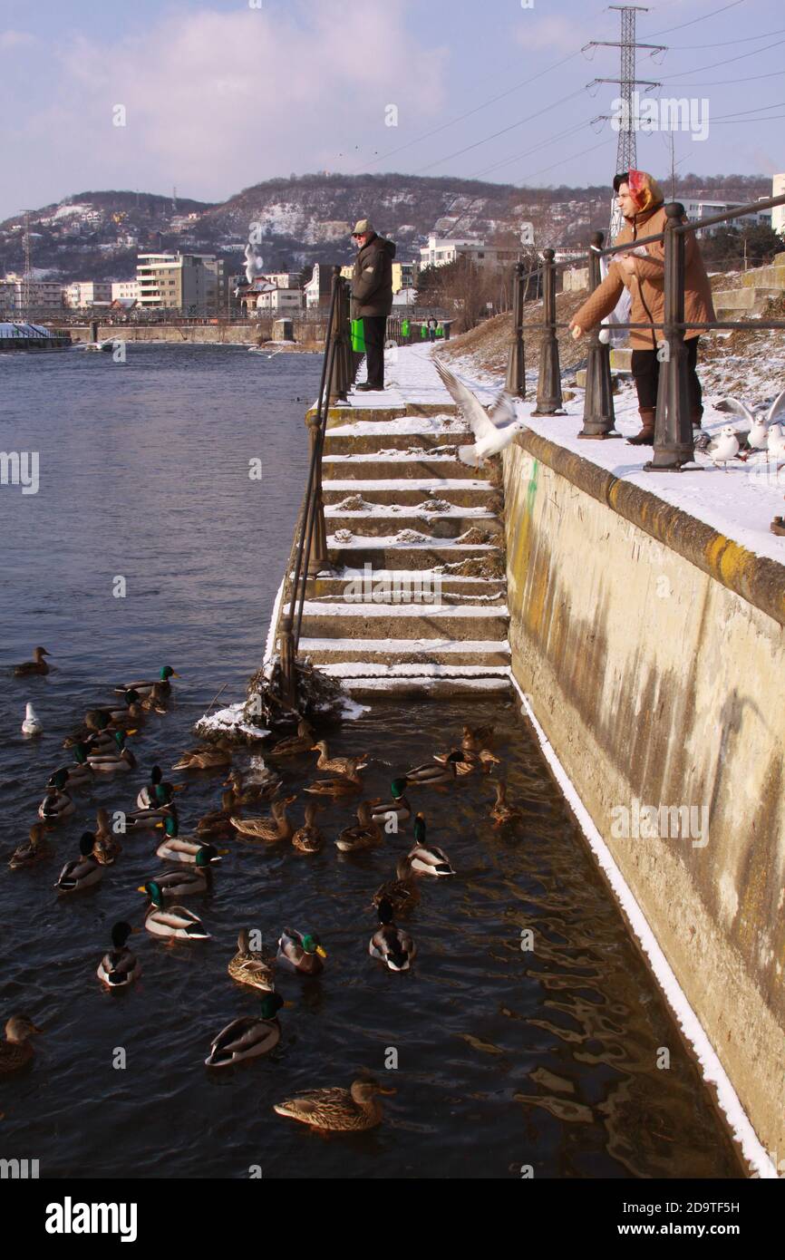 Cluj-Napoca, Rumänien - 15. Januar 2019: Menschen füttern Enten auf Somes Fluss in Cluj Stadt. Frau Fütterung Wildvögel im kalten Winter auf kalten eiskalten wa Stockfoto